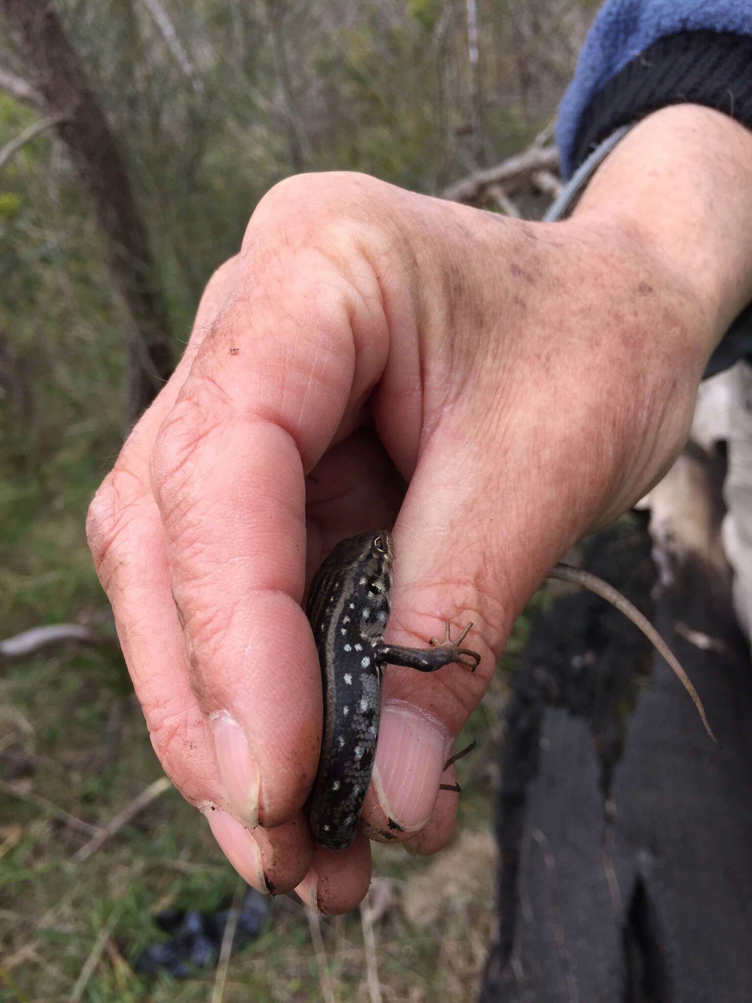 Image of White's Rock-skink