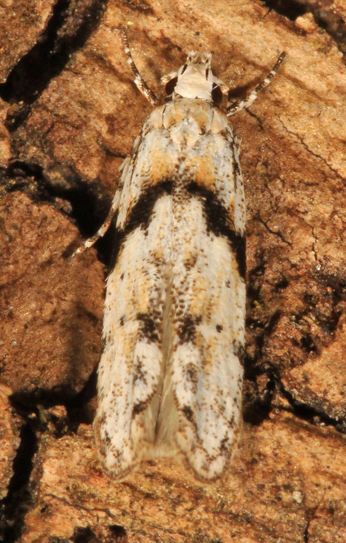 Image of Stripe-backed Moth