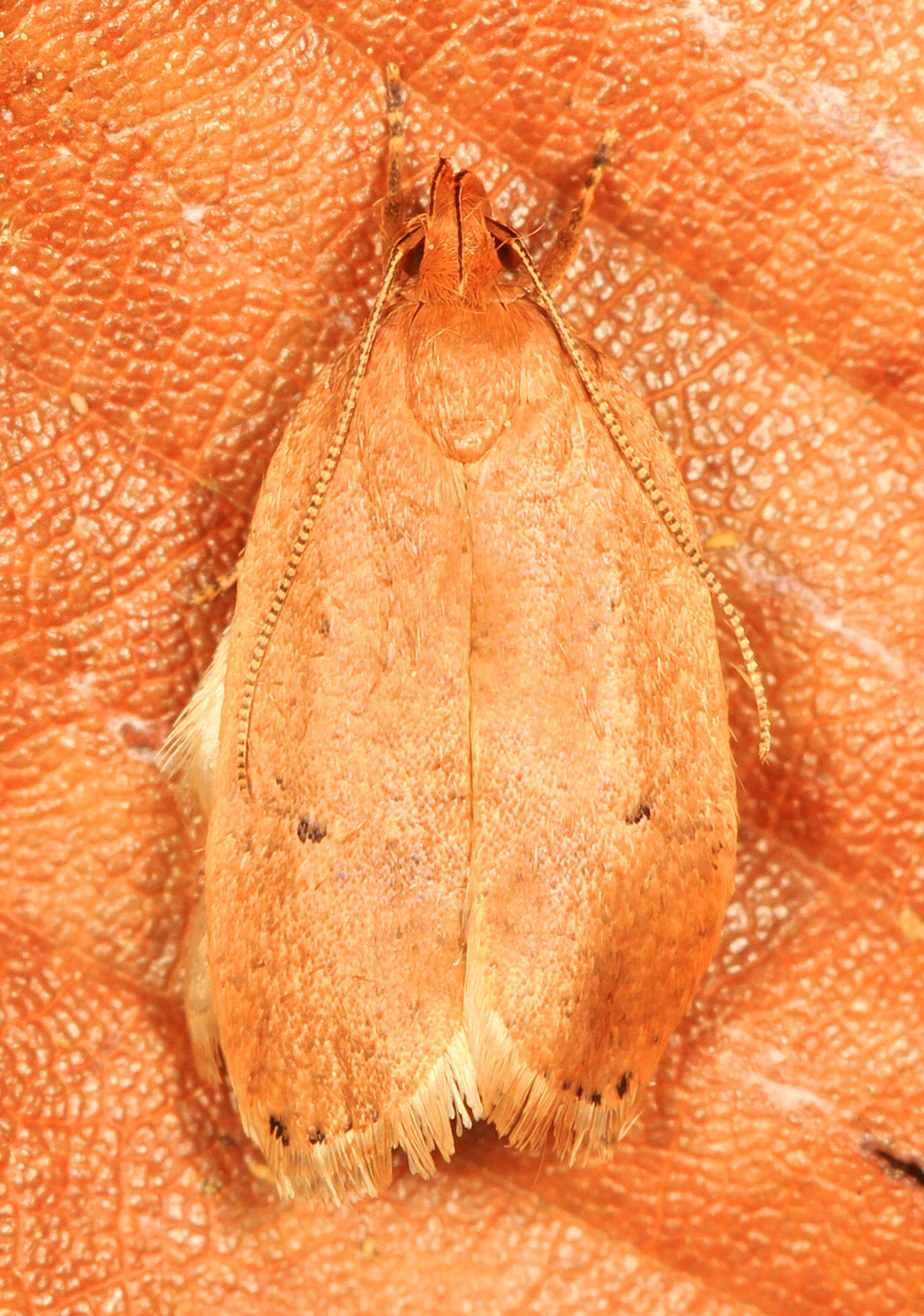 Image of Gold-striped Leaftier