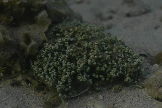 Image of Sawblade Caulerpa