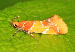 Image of Orange-headed Epicallima