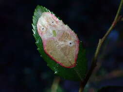 Image of Cameraria nemoris (Walsingham 1889)