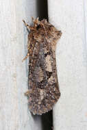 Image of Variegated Prominent, Unicorn Caterpillar Moth