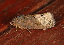 Image of Locust Twig Borer Moth