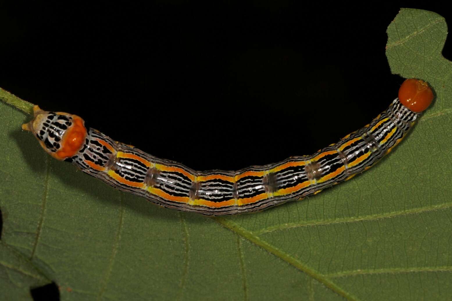 Image of Red-humped Oakworm