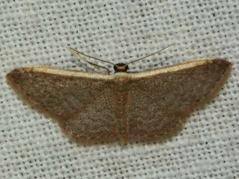 Image of Idaea costaria Walker 1863