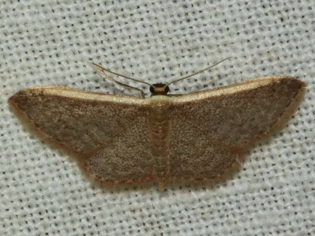 صورة Idaea costaria Walker 1863