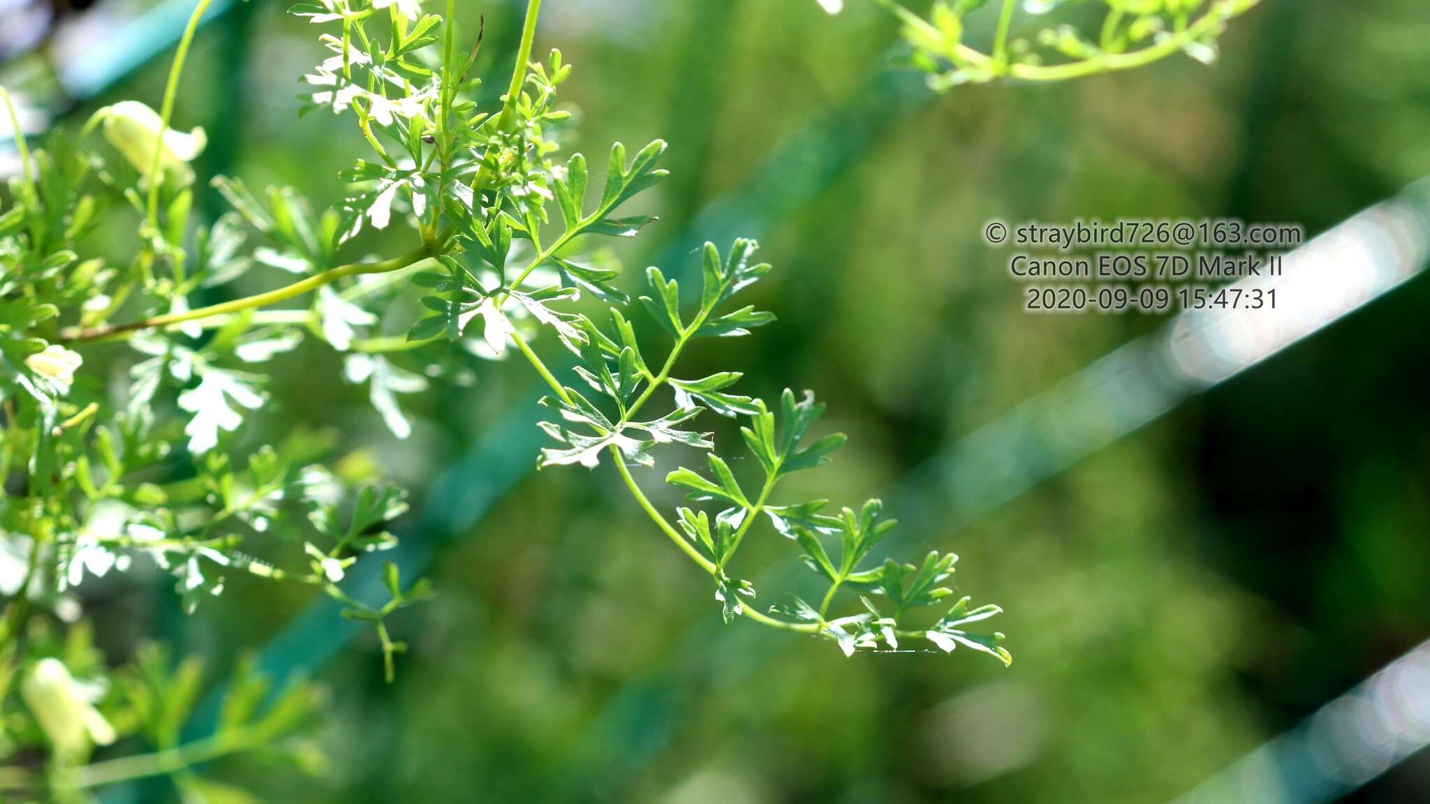 Imagem de Clematis aethusifolia Turcz.