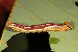 Image of Variable Oakleaf Caterpillar Moth