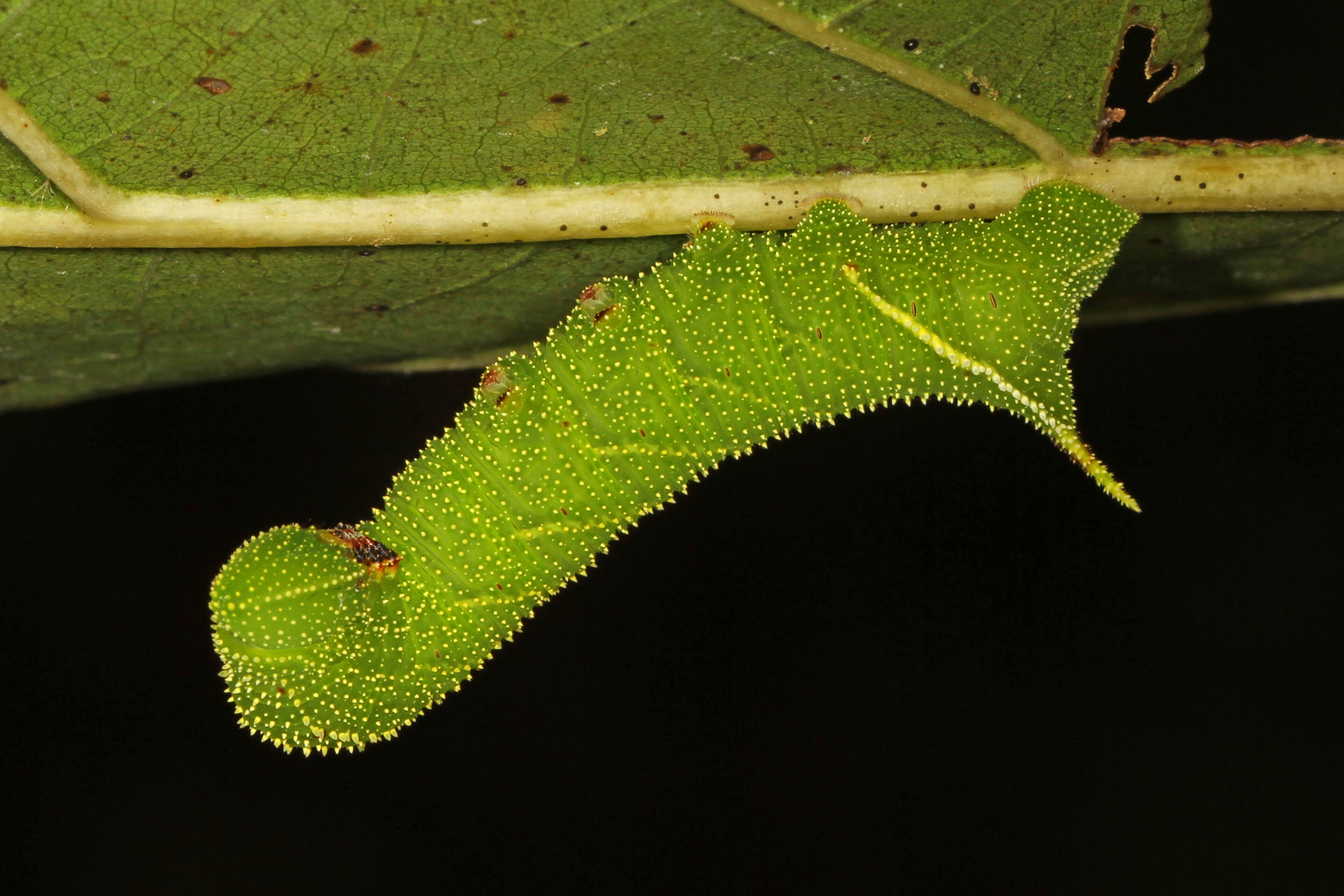 Paonias excaecata (Smith & J. E. 1797)的圖片