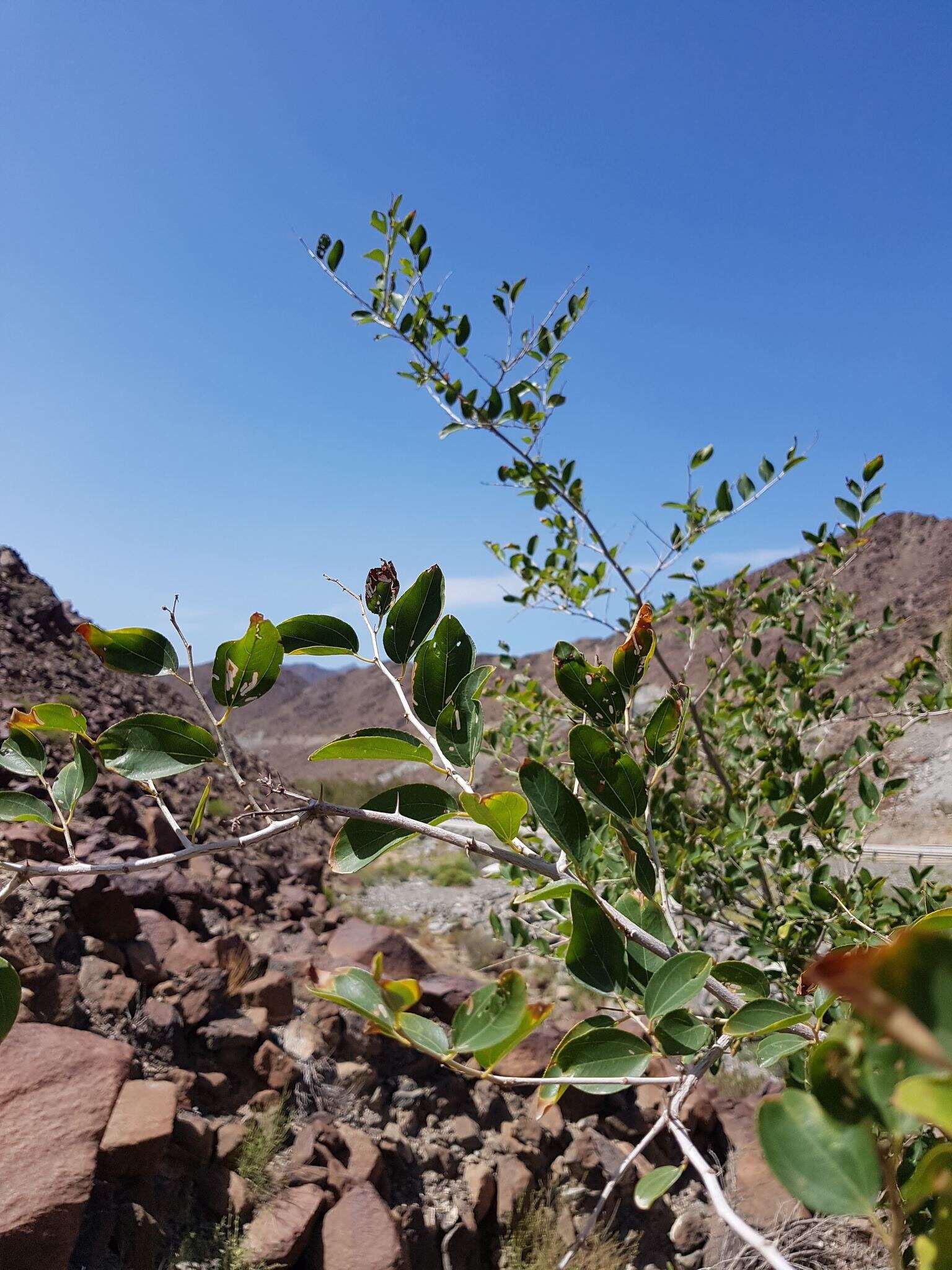 Plancia ëd Ziziphus spina-christi (L.) Desf.