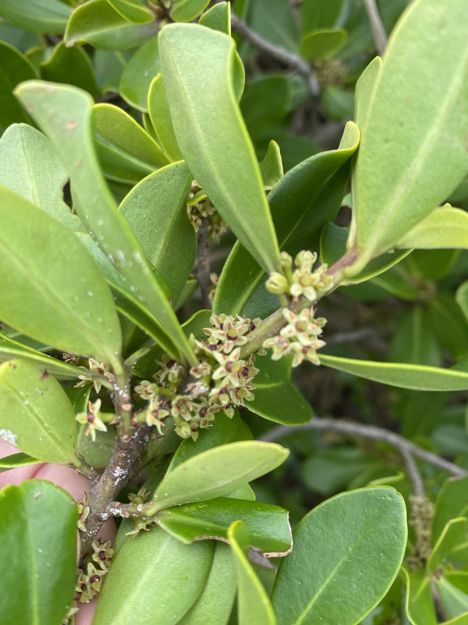 Myrsine parvifolia A. DC. resmi