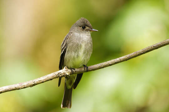 صورة Contopus sordidulus saturatus Bishop 1900