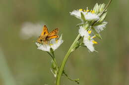 Image of Hylephila fasciolata Blanchard 1852