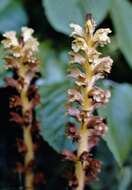 Image of Thistle broomrape