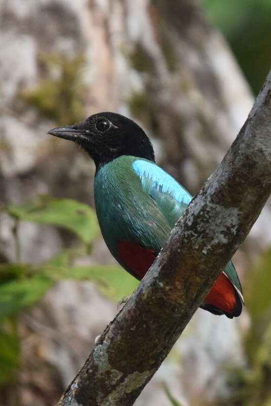 Pitta sordida mulleri (Bonaparte 1850) resmi