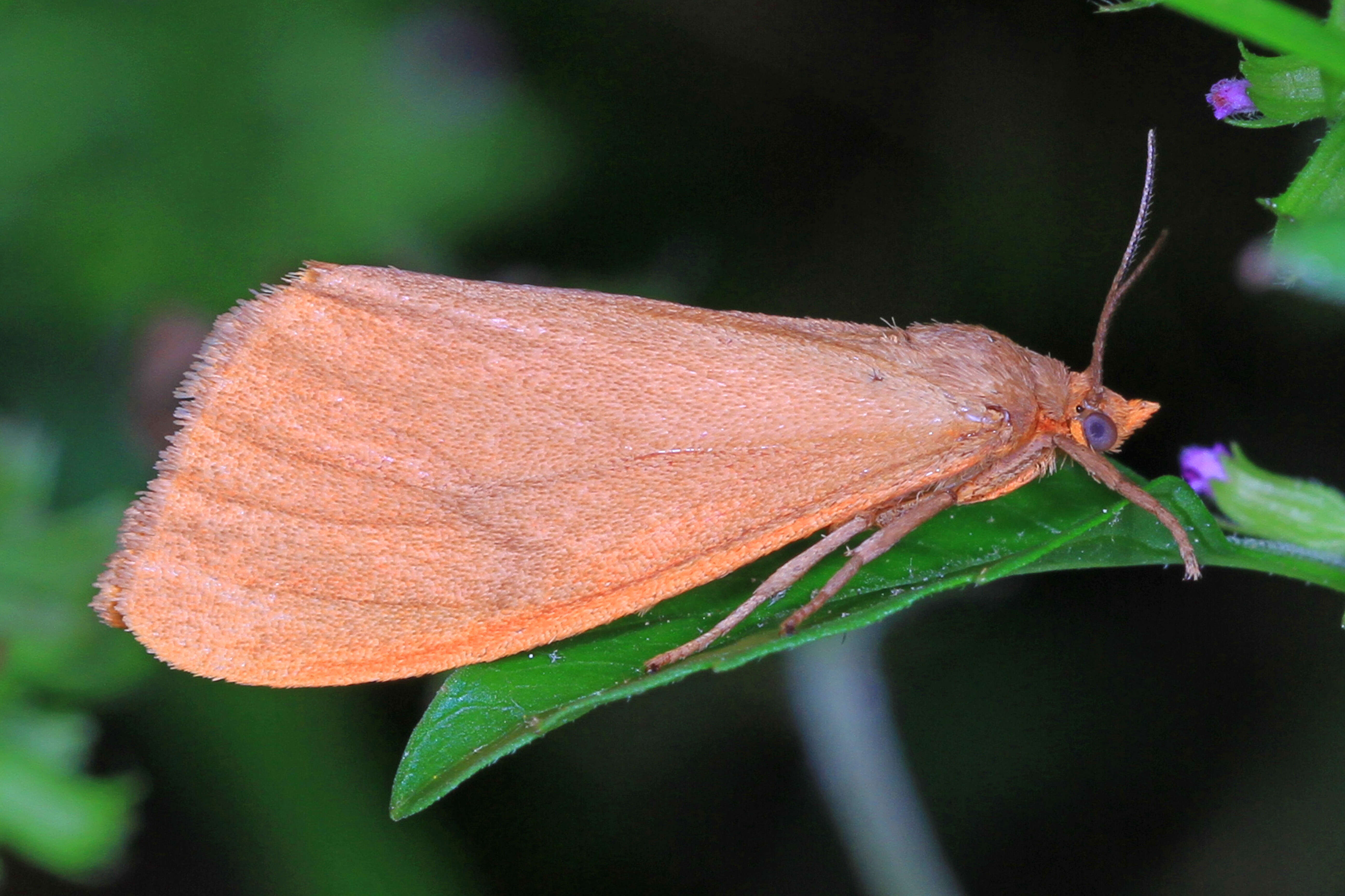 Virbia opella resmi