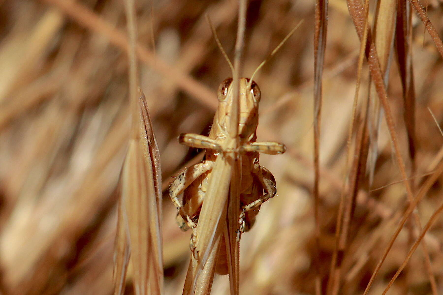 Oedaleonotus tenuipennis (Scudder & S. H. 1897)的圖片