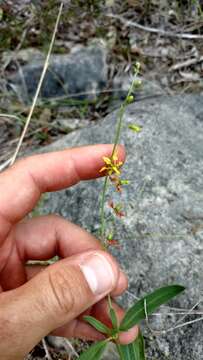 Image of narrowleaf goldshower