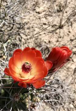 Image of Echinocereus triglochidiatus subsp. triglochidiatus