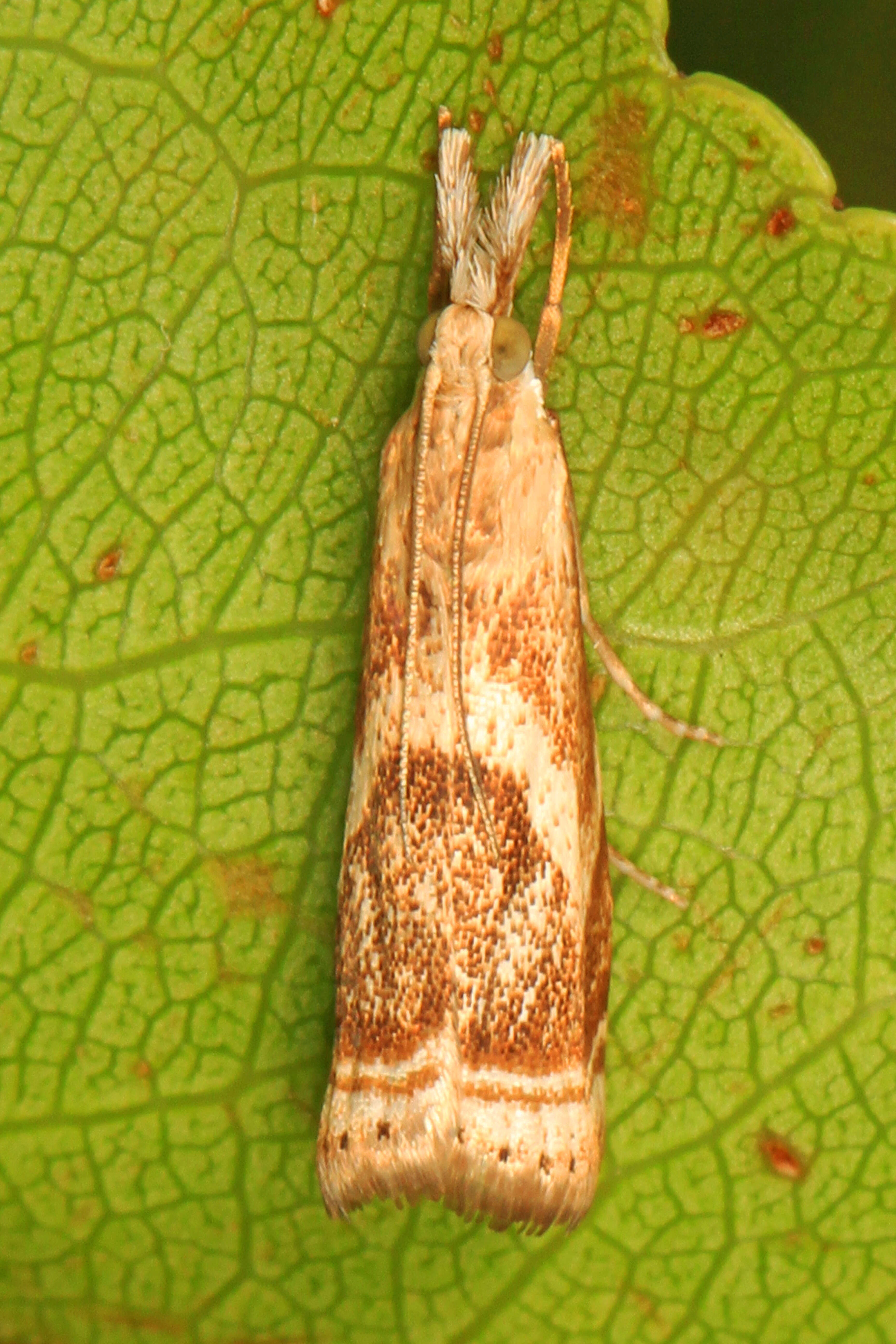 Image of Microcrambus