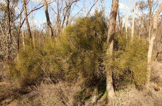 Image of Jointed Cherry