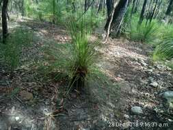 Image of Xanthorrhoea arborea R. Br.