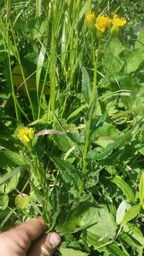 Senecio triangularis Hook.的圖片