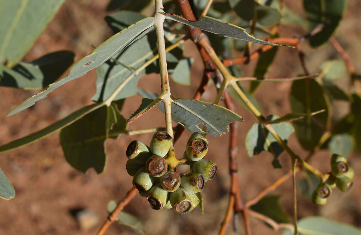 Image of Eucalyptus pruinosa subsp. pruinosa