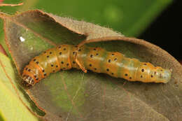 Image of Dogbane Saucrobotys