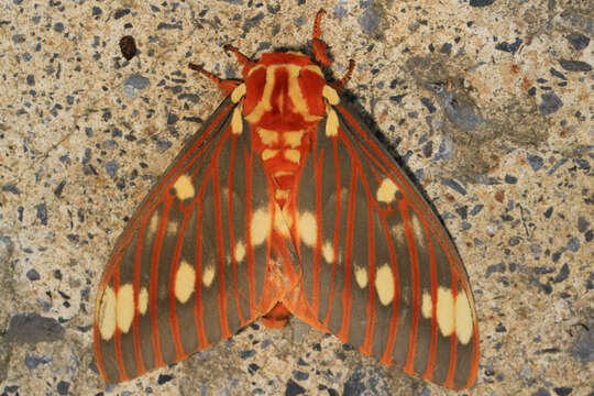 Image of Regal Moth