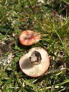 Image of Russula nana Killerm. 1939