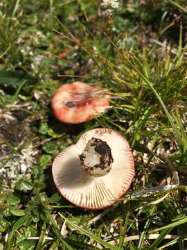 Image of Russula nana Killerm. 1939