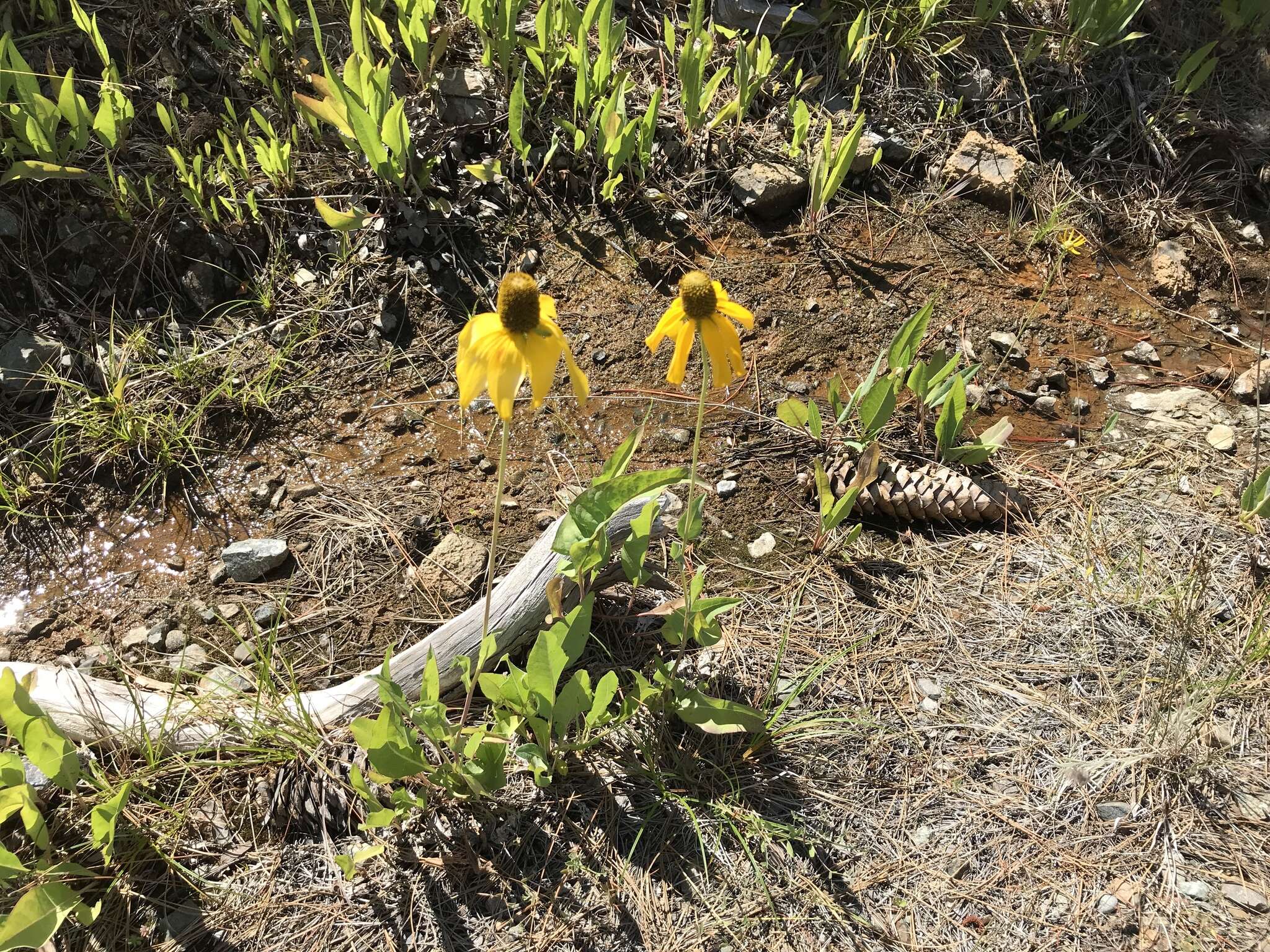 Plancia ëd Rudbeckia glaucescens Eastw.