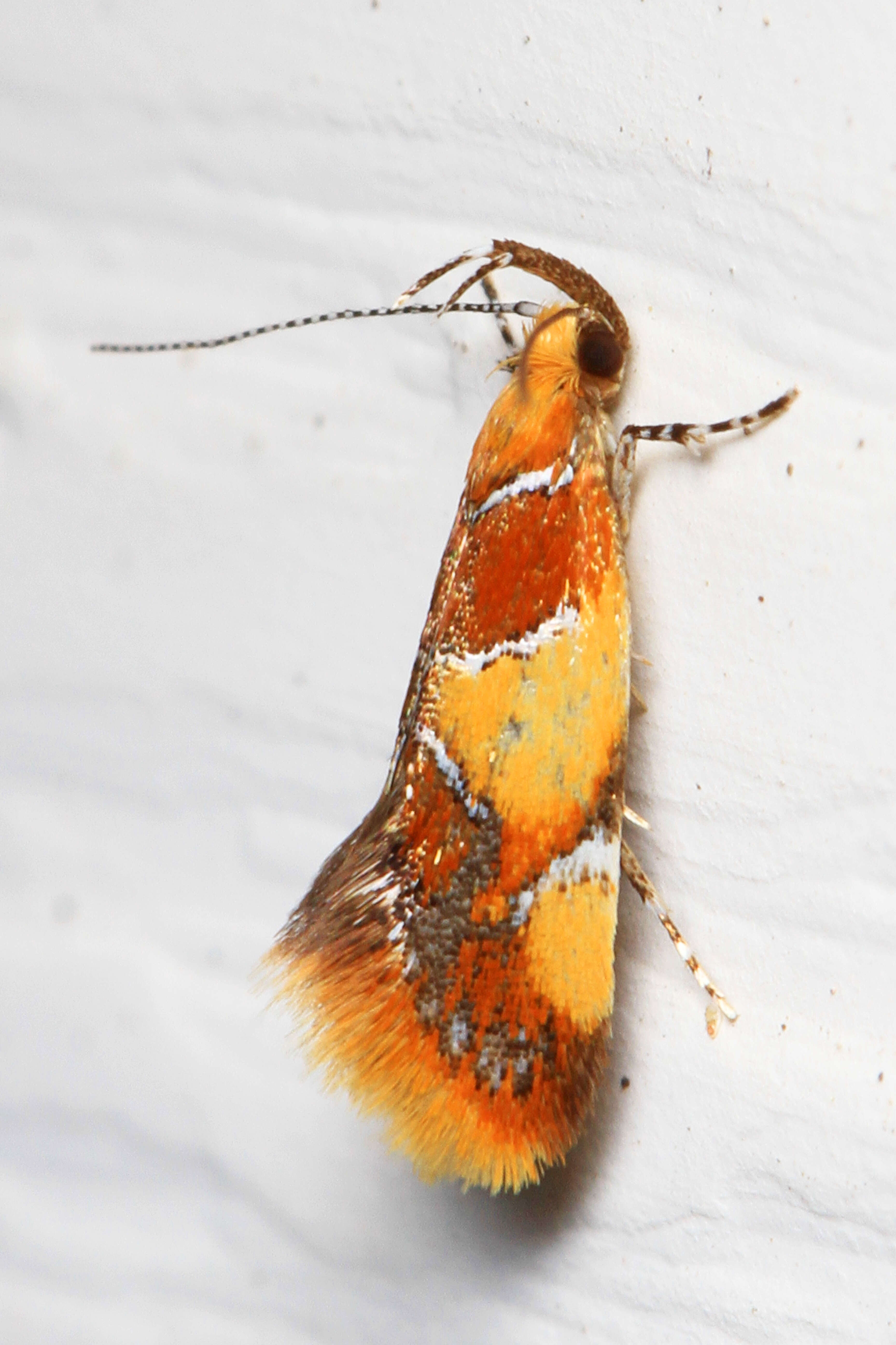 Image of Orange-headed Epicallima