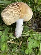 Image of Russula capensis A. Pearson 1950