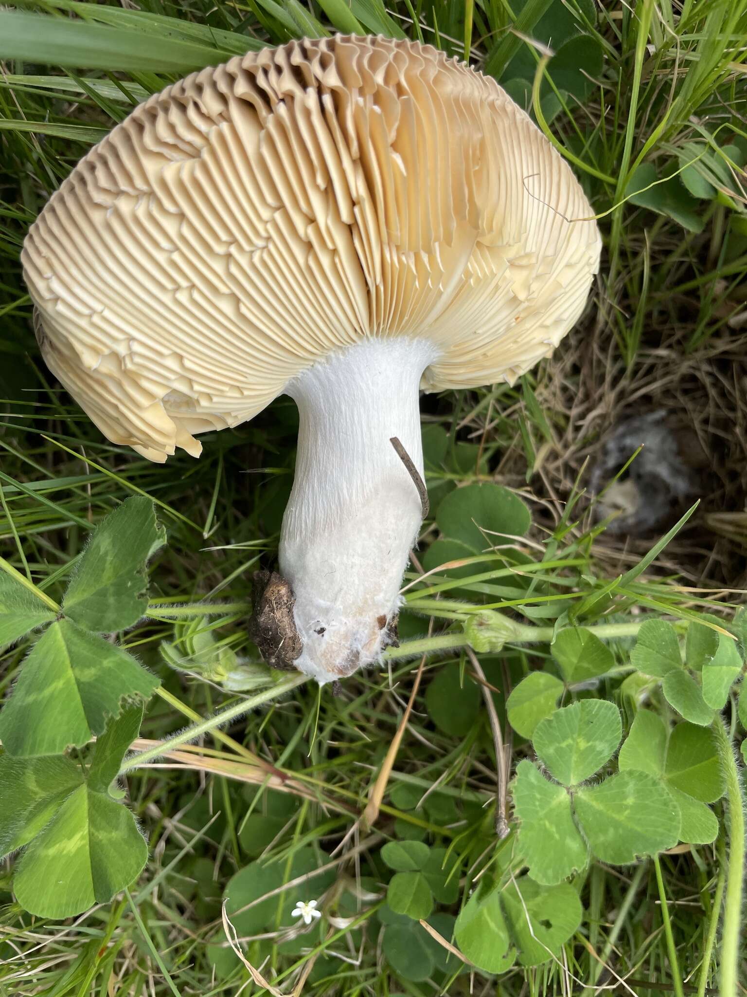 Image of Russula capensis A. Pearson 1950