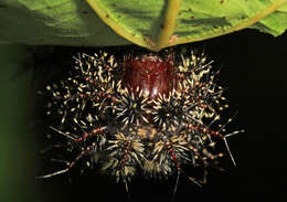 Image of Buck Moth