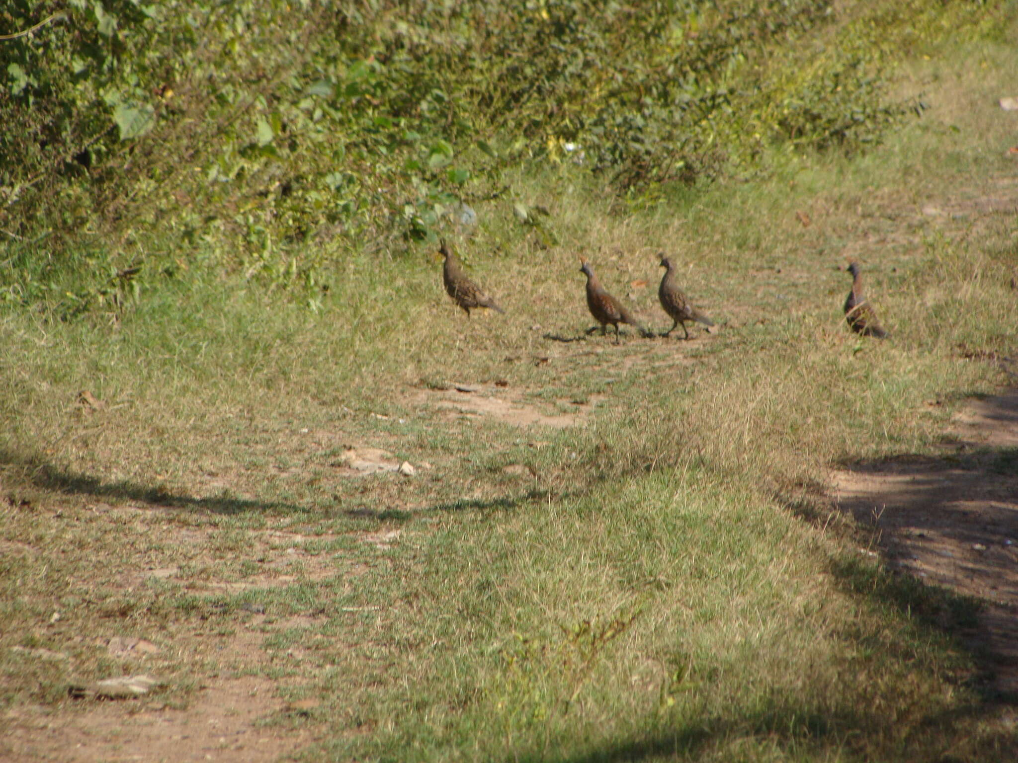 Image of Elegant Quail