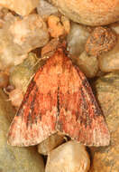 Image of Asimina webworm moth