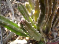 <i>Stapelia <i>hirsuta</i></i> var. hirsuta的圖片