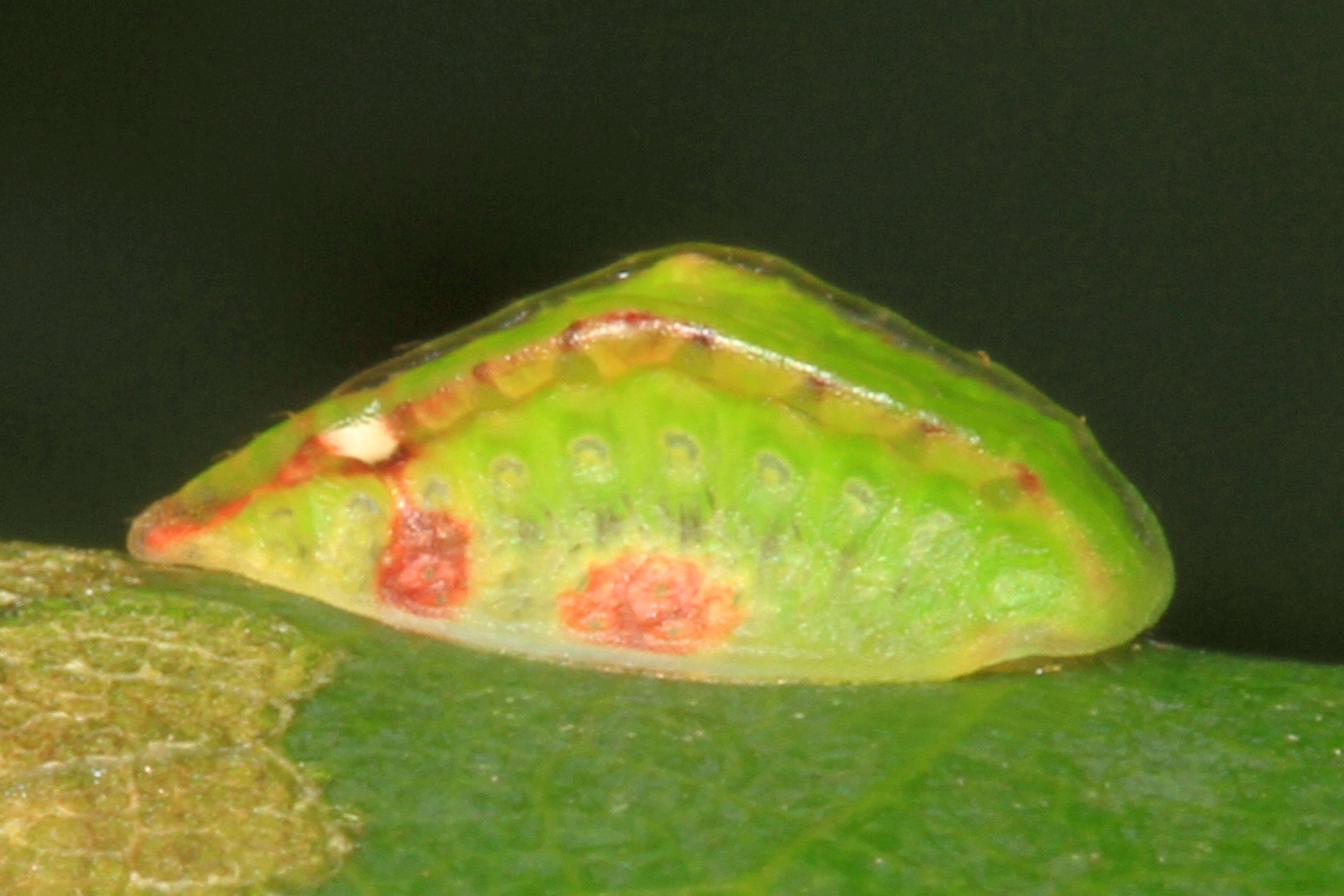 Image de Prolimacodes badia Hübner 1835