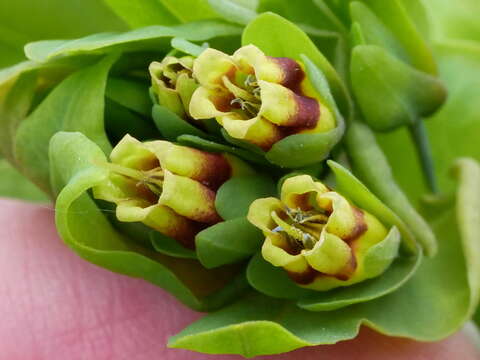 Cerinthe glabra Miller resmi