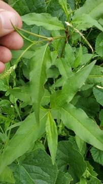 Image of Pink Knotweed