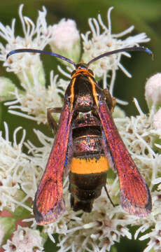 Image of The Boneset Borer