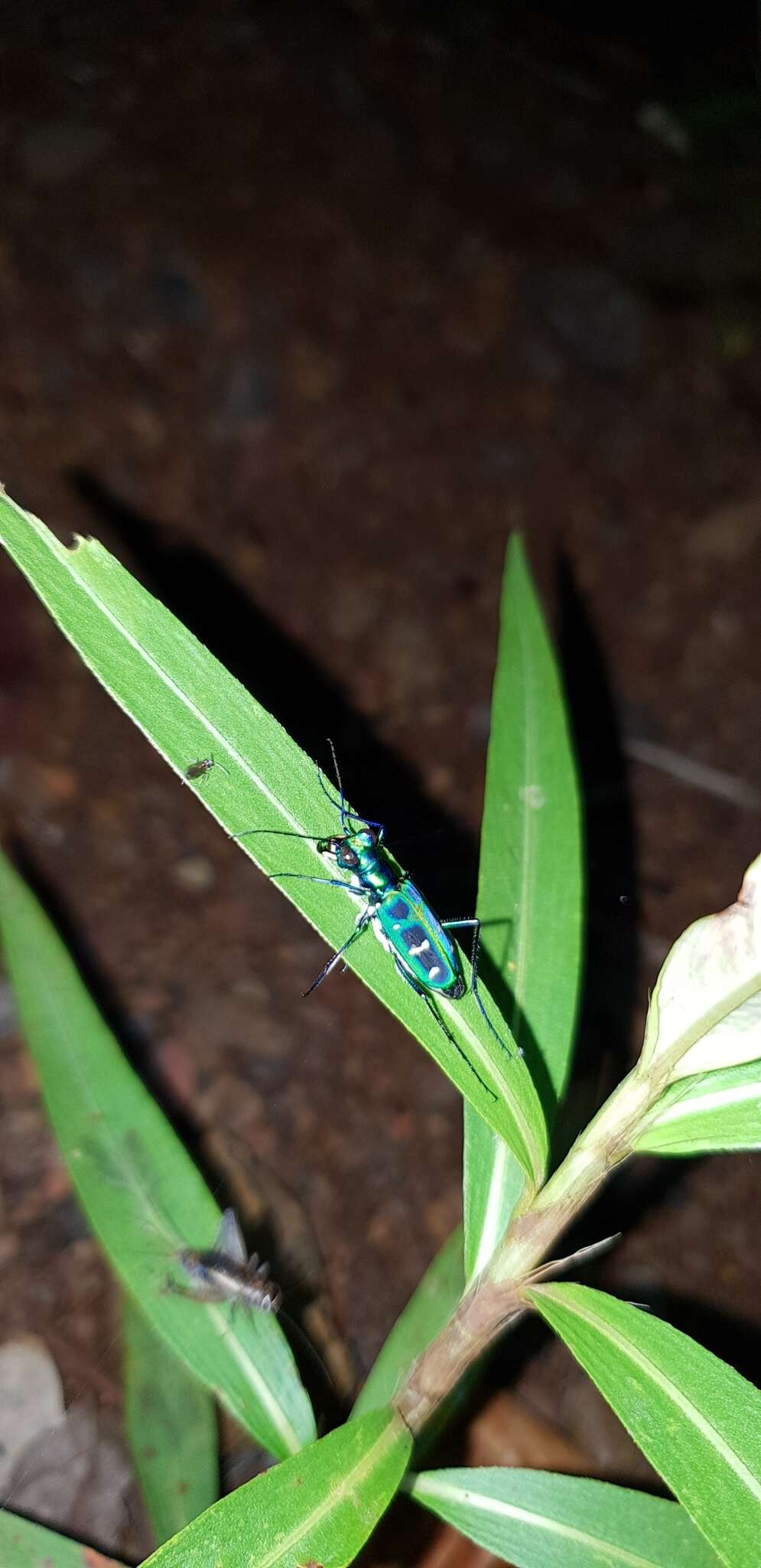 Imagem de Cicindela (Cosmodela) barmanica Gestro 1893