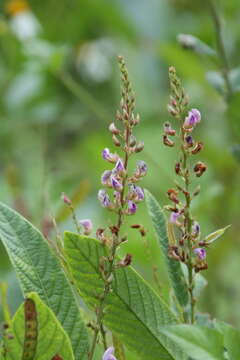 Image of Tadehagi triquetrum (L.) H. Ohashi