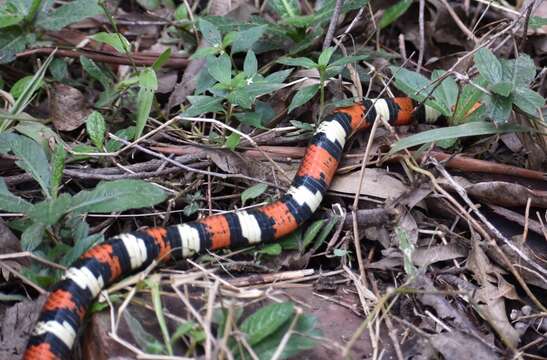 Image of Lampropeltis micropholis Cope 1860