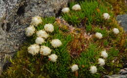 Plancia ëd Psychrophyton subulatum (Hook. fil.) Beauv.