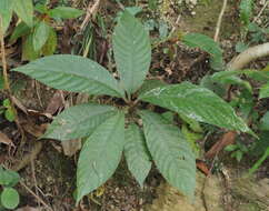 Image of Saurauia tristyla DC.